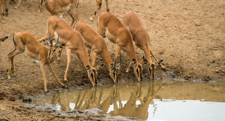 Impala at Hobatere reserve, Namibia