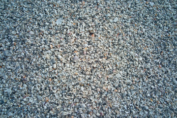 Beach Sand Shells and Coral