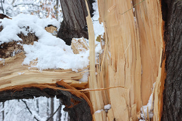 Tree branch broken heavy snowfall