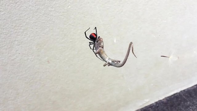 The most deadly spider in Australia the Redback captures a lizard in its web and begins to eat its prey.