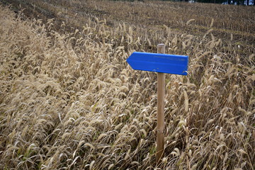 Blue wooden sign in a crop field. No text.