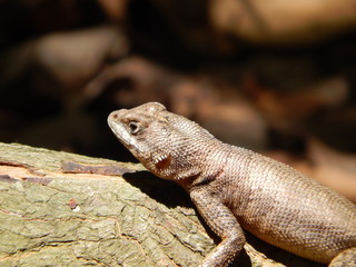 Lagarto