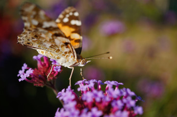Schmetterlinge Deutschlands - Distelfalter