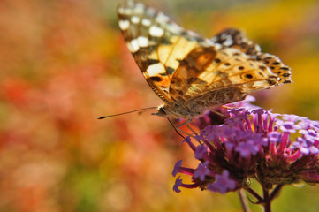 Schmetterlinge Deutschlands - Distelfalter