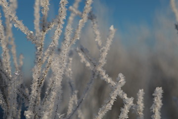 Winter background with macro frost