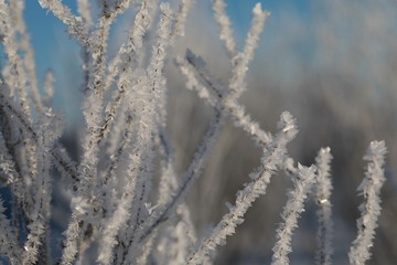 Winter background with macro frost