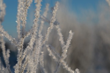 Winter background with macro frost
