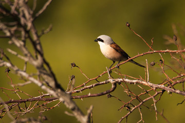 Lanius collurio sits on a branch of a Bush. The background is green. Beautiful thickets and background.