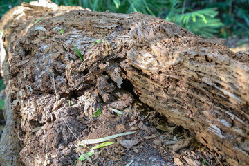 termite damaged fallen tree
