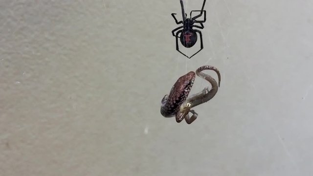 Dangerous Australian Redback Spider eats a lizard that is trapped in its web. SLOW MOTION 240FPS