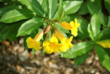Allamanda schottii flowers