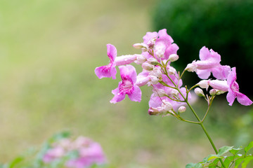 Pink trumpet vine or Phodania. Pink flower in the garden