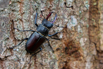 Hirschkäfer auf Rinde