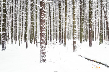 Snowy winter forest background. Beautiful spruce trees pattern, sticked with snow.