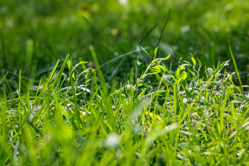 Young green grass in the park or in the garden, background.