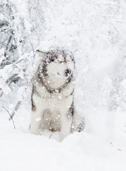 winter malamute dog
