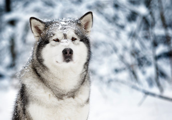 winter malamute dog