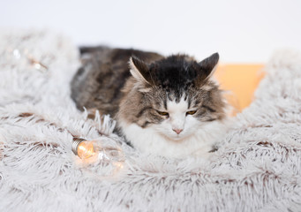 Obraz premium The cat lies among the lights
