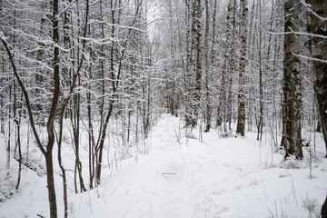 forest in winter