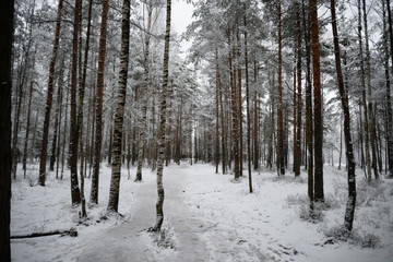 forest in winter