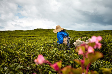 woman in Tea plantation (Bois Cheri) in the foothills. Mauritius  - 239885957