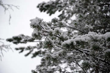 snow covered fir branches