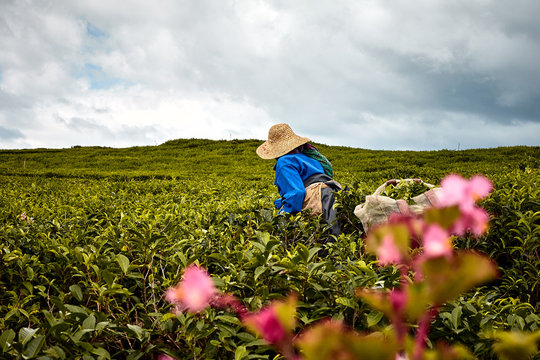 woman in Tea plantation (Bois Cheri) in the foothills. Mauritius 