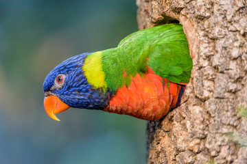 The Rainbow lori (Trichoglossus moluccanus) a species of parrot living in Australia. The bird is a medium-sized parrot, with the length ranging from 25 to 30 cm including the tail.