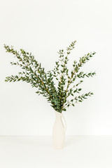 Branches of eucalyptus in vase on table on light background. Home decor. Blog, website or social media concept .