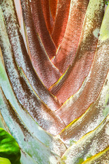 Coral leaf pattern