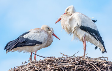 The white stork (Ciconia ciconia) is a large bird in the stork family Ciconiidae. Its plumage is mainly white, with black on its wings.