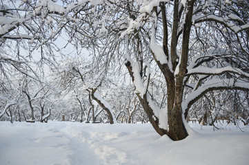 Winter day in the garden