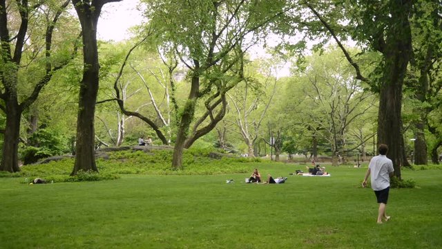 Boys play frisbee in a very green lawn area in Central Park.