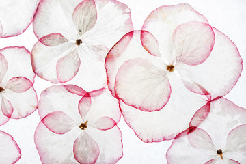 hydrangea petals isolated