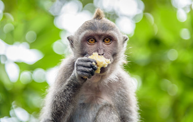 Crab-eating macaque (Macaca fascicularis), also known as the long-tailed macaque, is a cercopithecine primate native to Southeast Asia. The monkey is eating a apple.