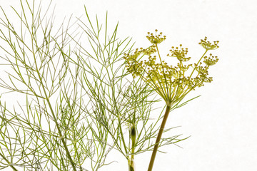 dill on the white