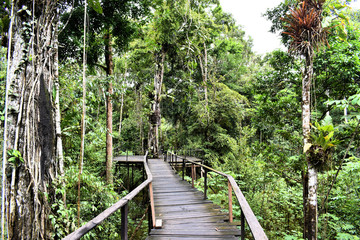 infinite bridge in the forest