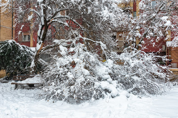 Fototapeta premium Winter view on fallen trees under snow
