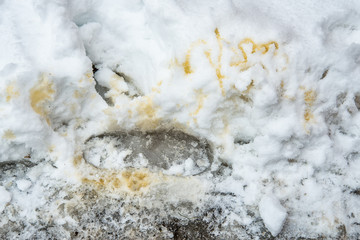 Obraz na płótnie Canvas Dog's signature on white snow 