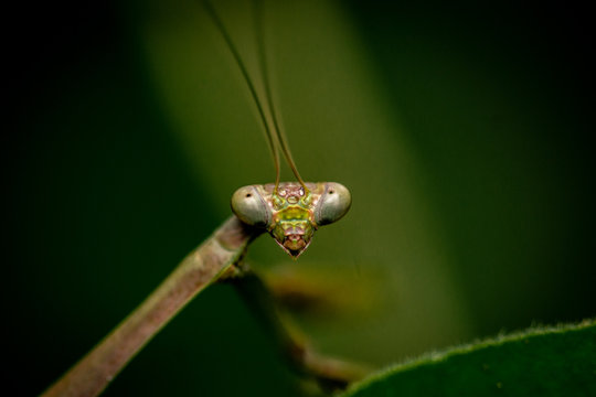 MANTIS