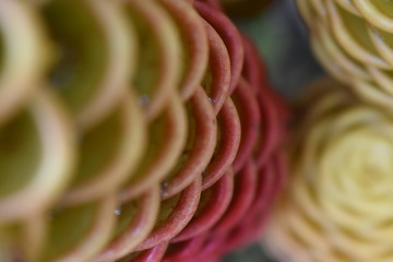 The architecture of a flower