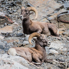 bighorn sheep