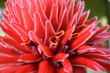 closeup of flower