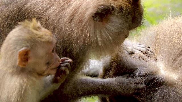 Close up: Long Tailed Macaque looking for fleas in fur of another monkey while baby money looks on.