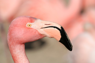 Head Shot of Pink Chilean Flamingo © ctppix