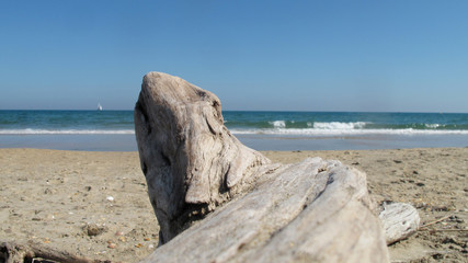 Fototapeta na wymiar bois flotté sur plage de mer