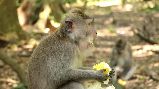 Long Tailed Macaque eating corn with other monkey's in the background the wall of a temple in the Sacred Monkey Forest in Ubud, Bali.