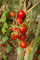 bunches of red cherry tomatoes on a branch