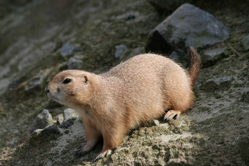 Cute Prairie Dog on Alert