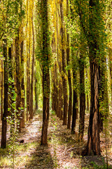 Fototapeta na wymiar Poplars Forest